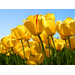  Close up of tulips in a field 