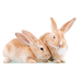  Two bunnies 